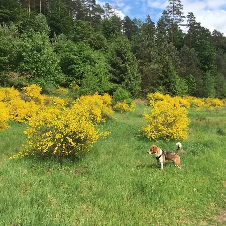 アパート Casa Palatina Merzalben